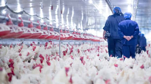 Buy frozen chicken in bulk